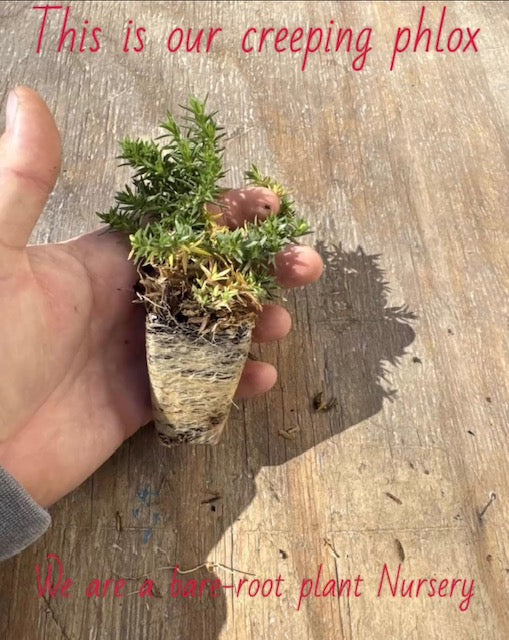 Buy Bear-root Creeping Phlox Online 