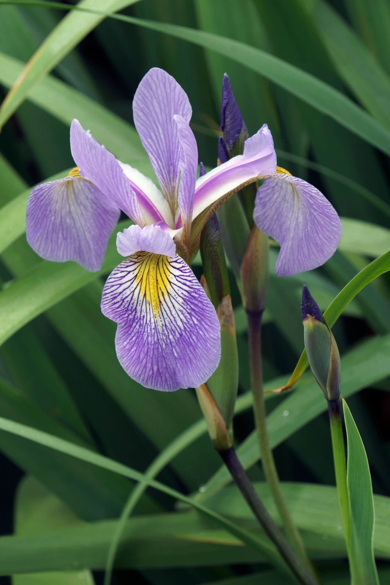 Bearded Iris