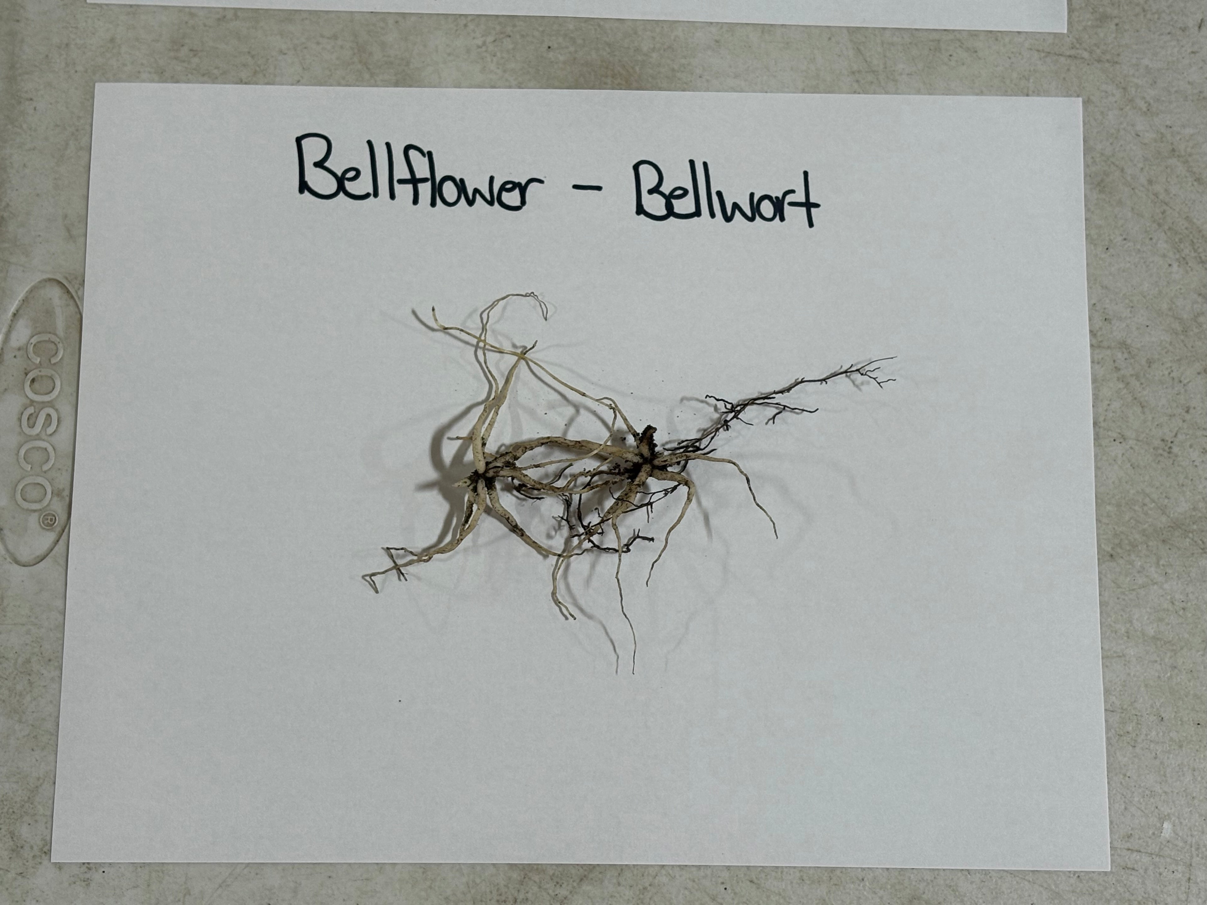 Roots of a bellflower or bellwort on a white card with text