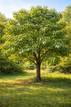 Buy 1 get 1 free sale on Pawpaw Trees at TN Nursery 