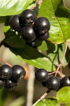 Buy 1 get 1 free sale on Black Chokeberry online at TN Nursery