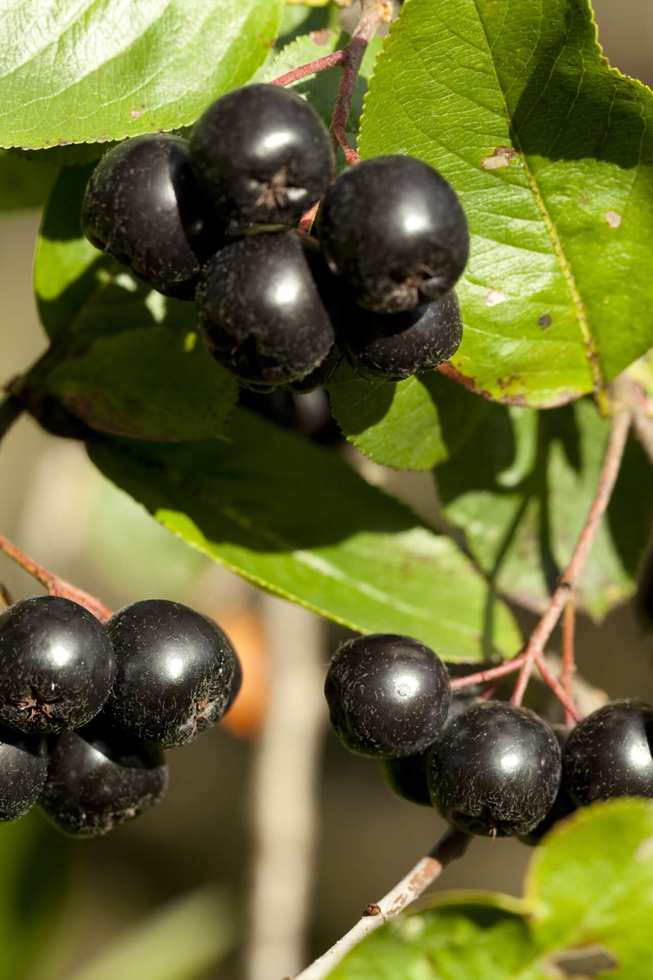 Buy 1 get 1 free sale on Black Chokeberry online at TN Nursery