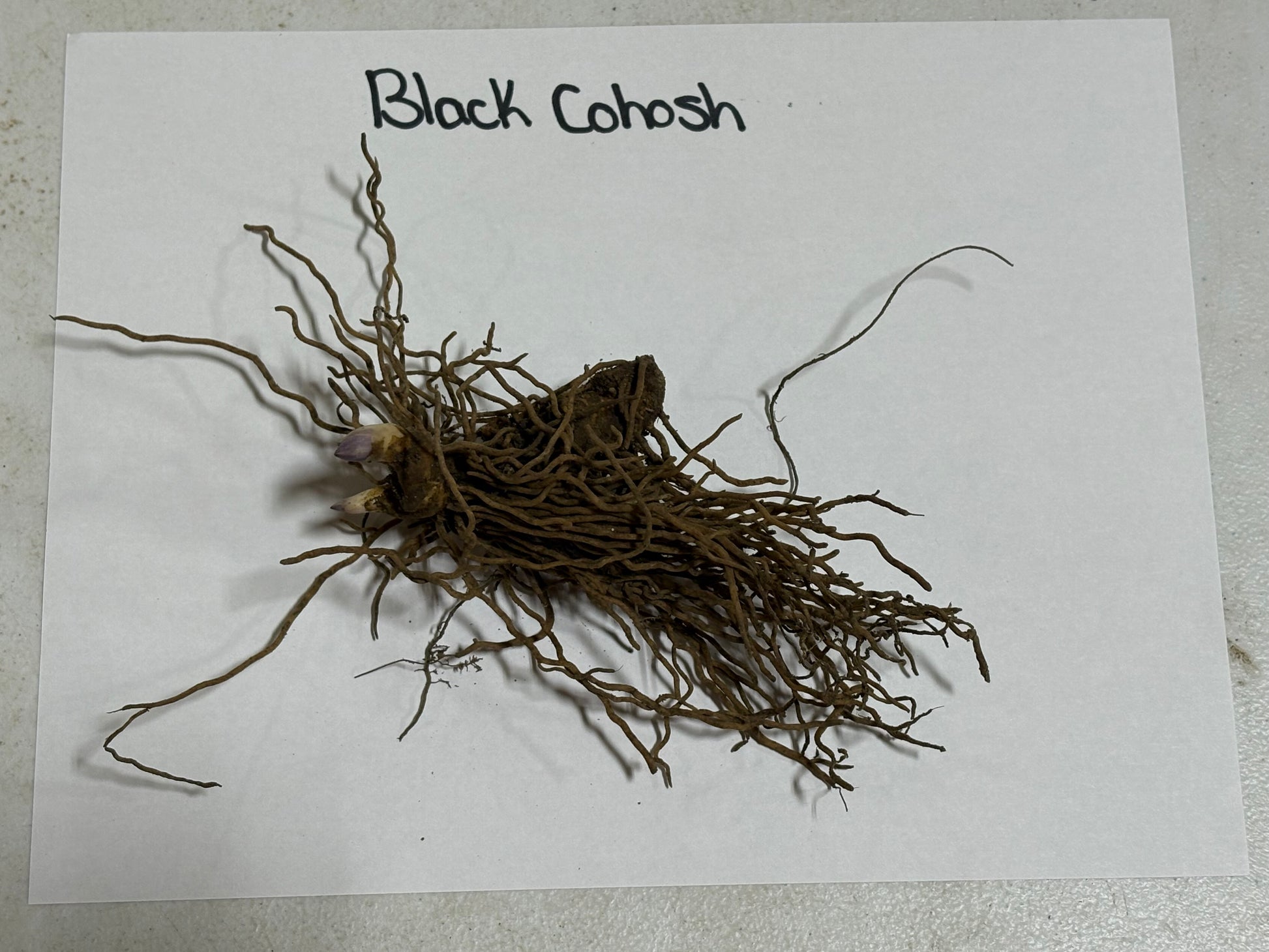 Root of Black Cohosh on a white background with text
