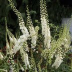 Shop Black Cohosh Plant online at TN Nursery
