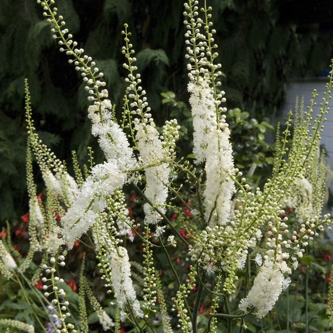 Shop Black Cohosh Plant online at TN Nursery