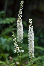 Buy 1 get 1 free sale on Black Cohosh Plant online at TN Nursery