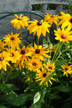 Buy 1 get 1 free sale on Black Eyed Susan Plant online at TN Nursery 