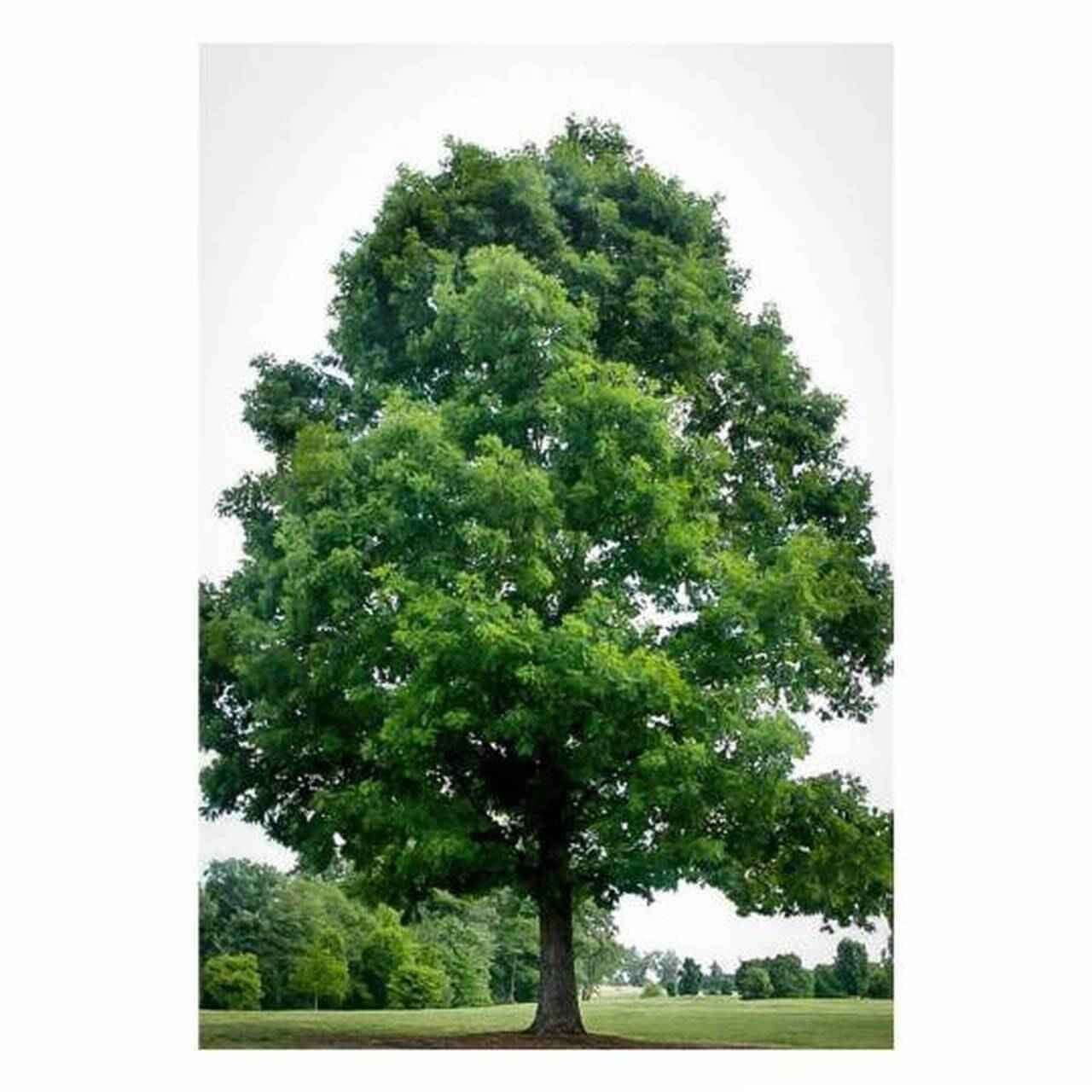 Buy Black Oak Seedlings online at TN Nursery