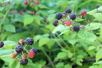 Buy 1 get 1 free sale on Black Raspberry Bush online at TN Nursery
