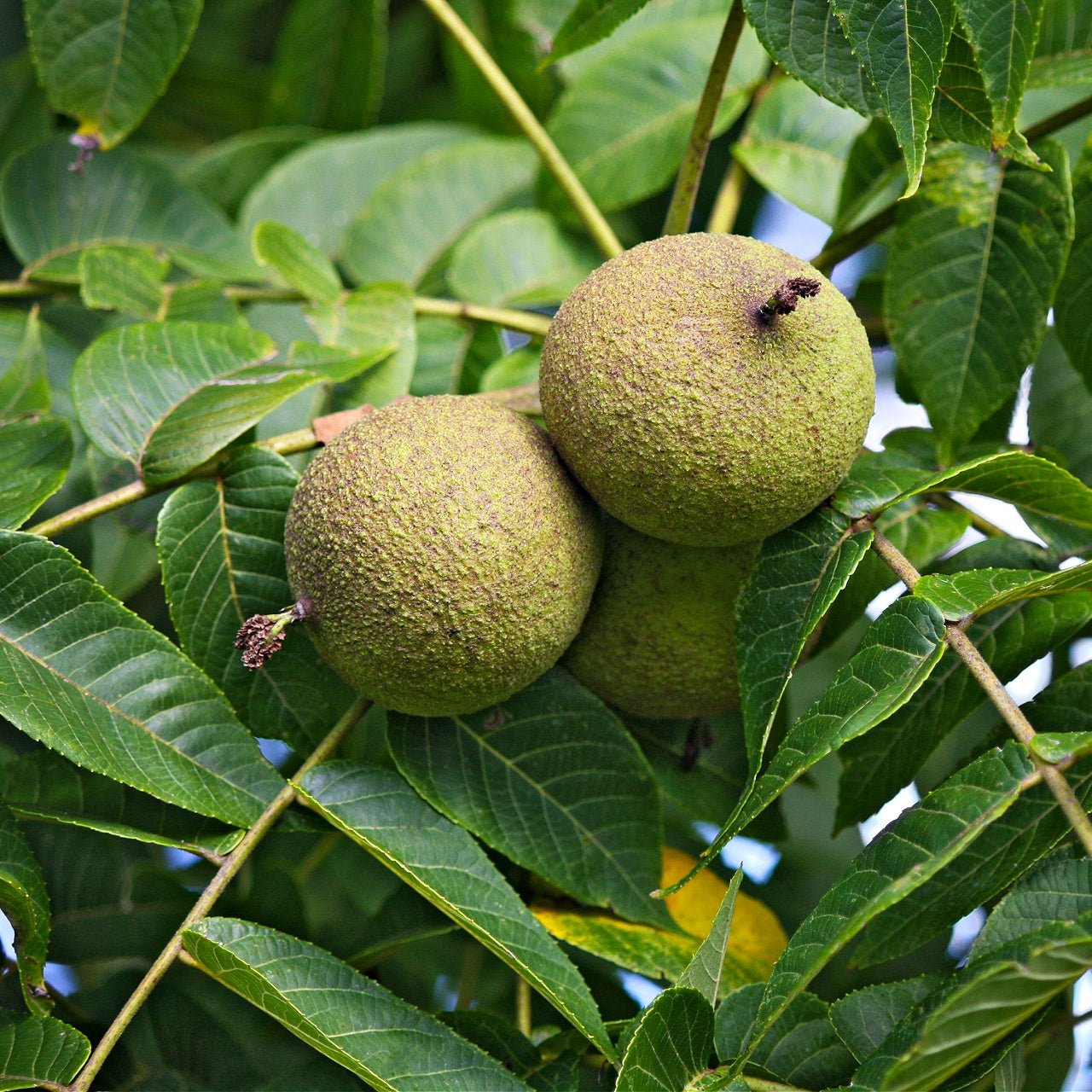 Wholesale Black Walnut Trees - Tennessee Wholesale Nursery
