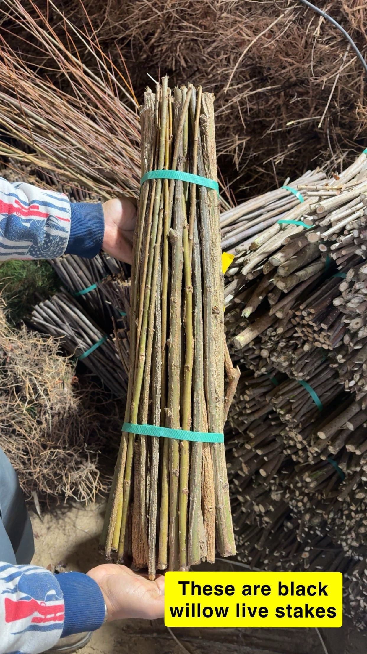 buy Black Willow Live Stakes at TN Nursery 