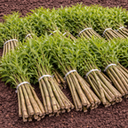 Shop Black Willow Stakes online at TN Nursery