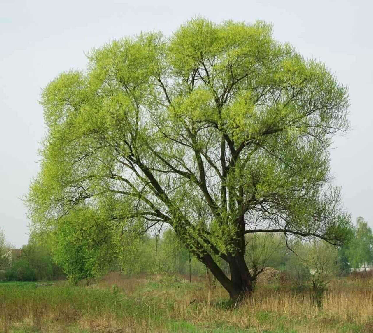 Buy Black Willow Stakes online at TN Nursery