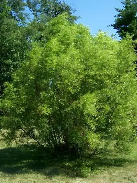 Shop sale on Black Willow Tree online at TN Nursery