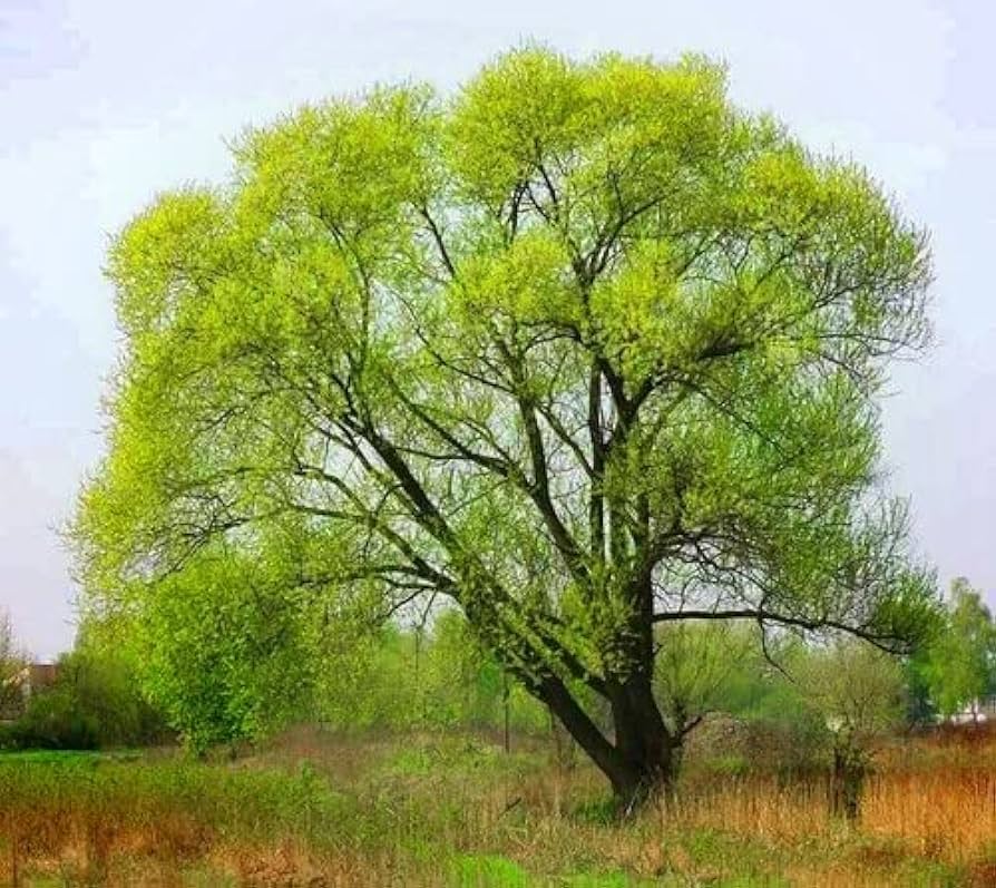 Buy 1 get 1 free sale on Black Willow Tree online at TN Nursery