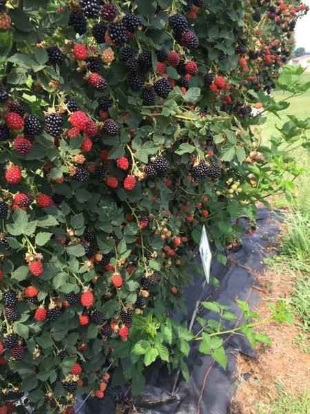 Buy 1 get 1 free sale on Blackberry Plant online at TN Nursery