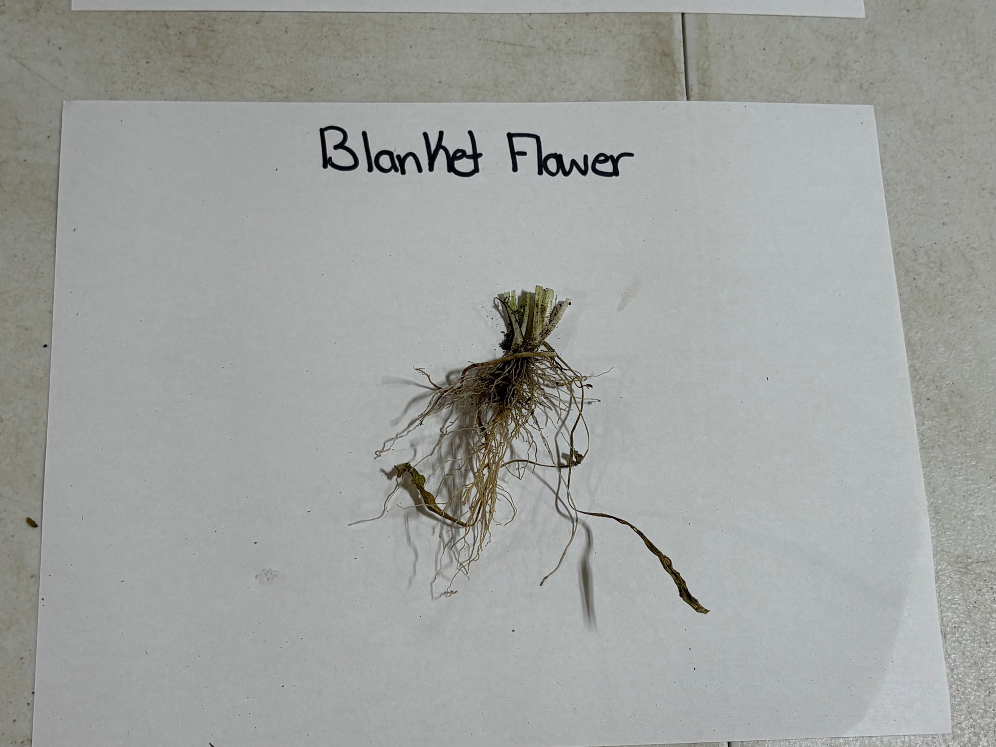 Blanket Flower sample on a white paper with text label