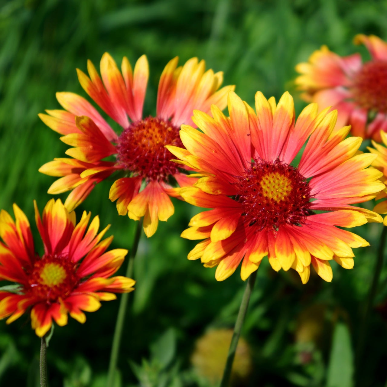 Shop Blanket Flower Plant online at TN Nursery