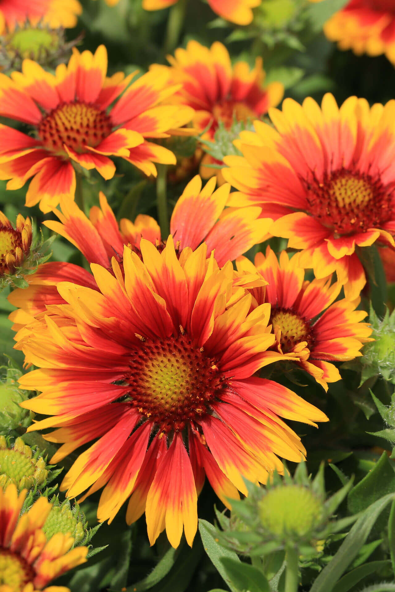 Buy 1 get 1 free sale on Blanket Flower Plant online at TN Nursery 