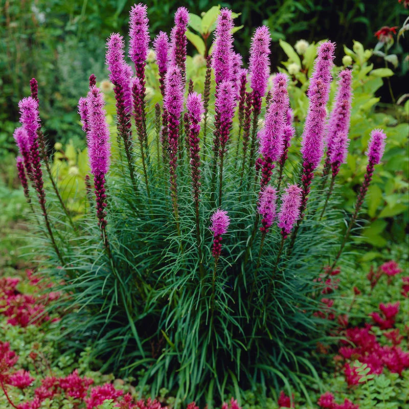 Shop Blazing Star Liatris Plant online at TN Nursery