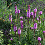 Buy Blazing Star Liatris Plant Online 