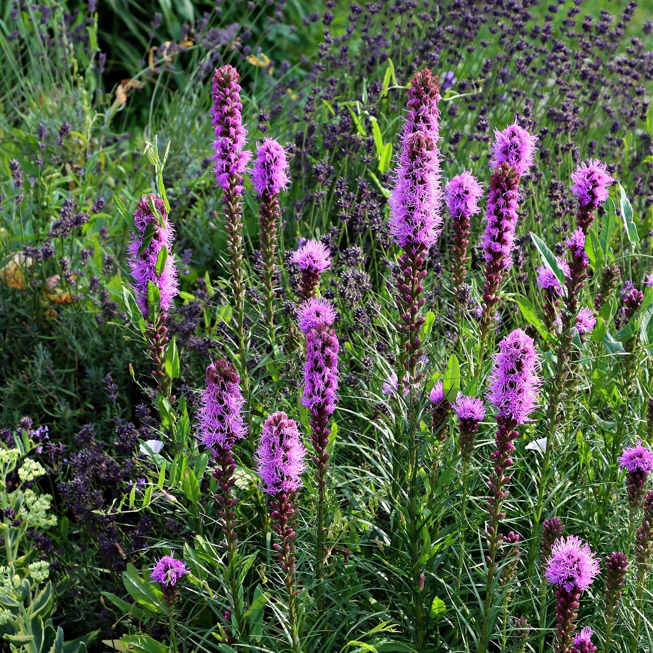 Buy Blazing Star Liatris Plant Online 