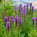 Blazing Star Plants For Sale