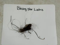Blazing star plant specimen on a white paper with 'Blazing Star Liatris' text.