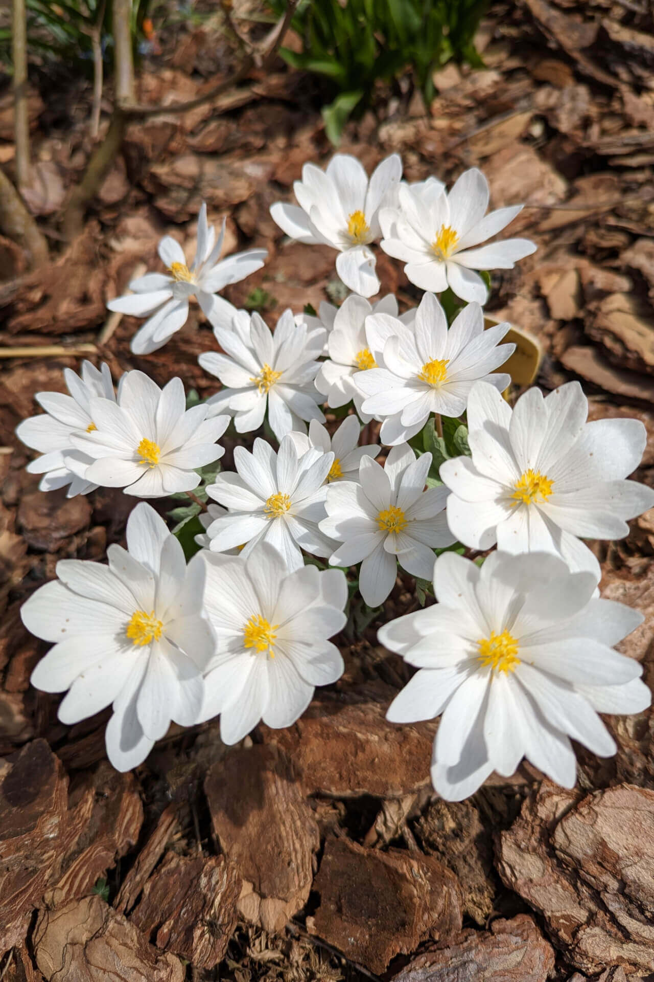 Buy 1 get 1 free sale on Bloodroot Plant online at TN Nursery
