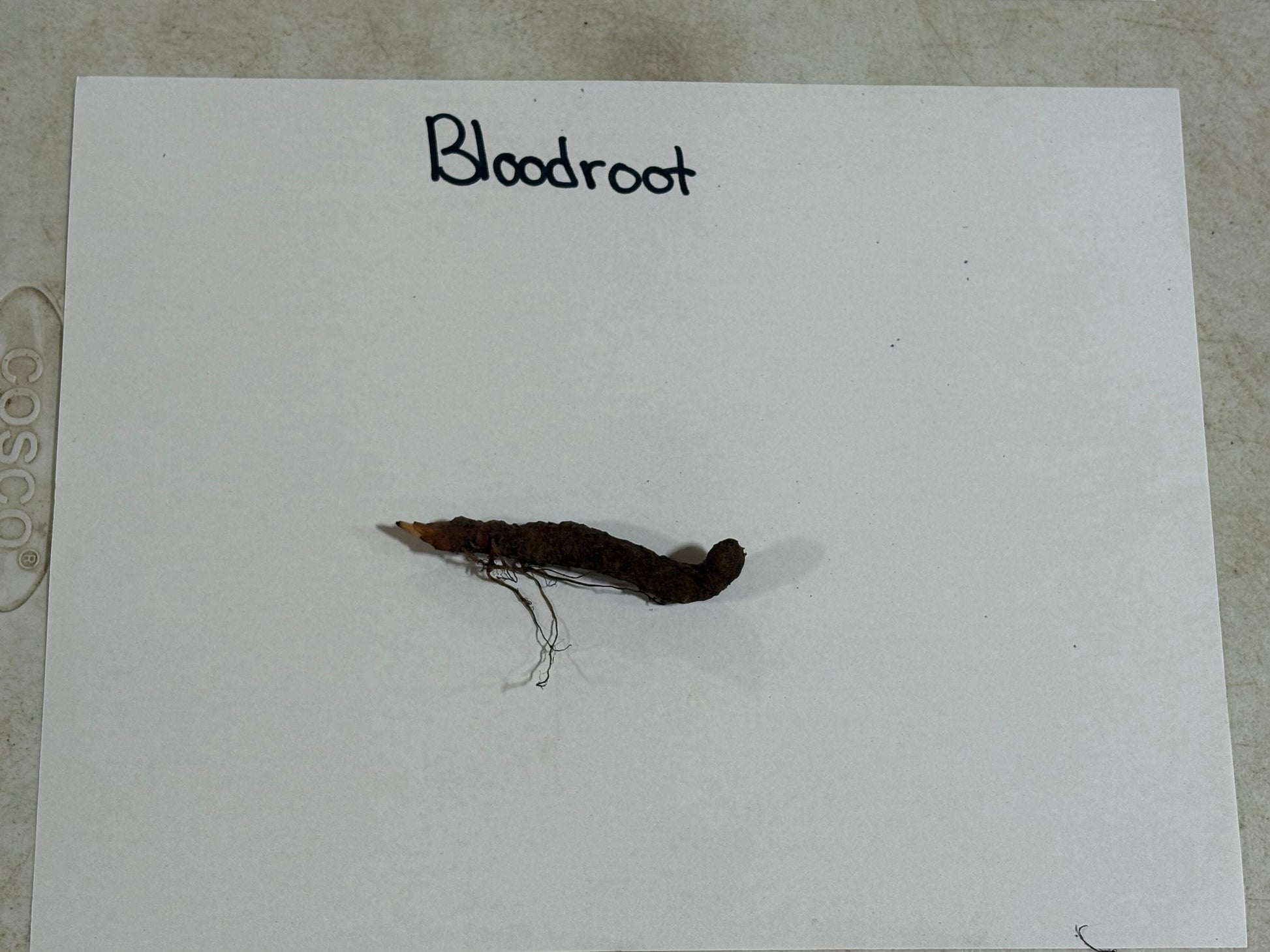Bloodroot plant specimen on a white card with 'Bloodroot' text, on a gray surface.
