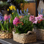 Shop Blooming Plant Box online at TN Nursery
