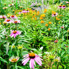 Buy Blooming Plant Box online at TN Nursery