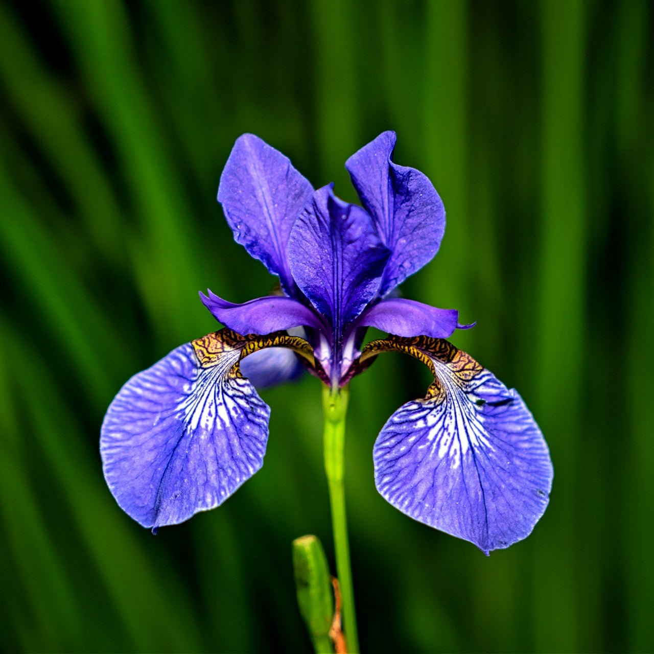 Blue Flag Iris - TN Nursery
