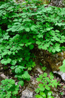 Blue Cohosh Plant
