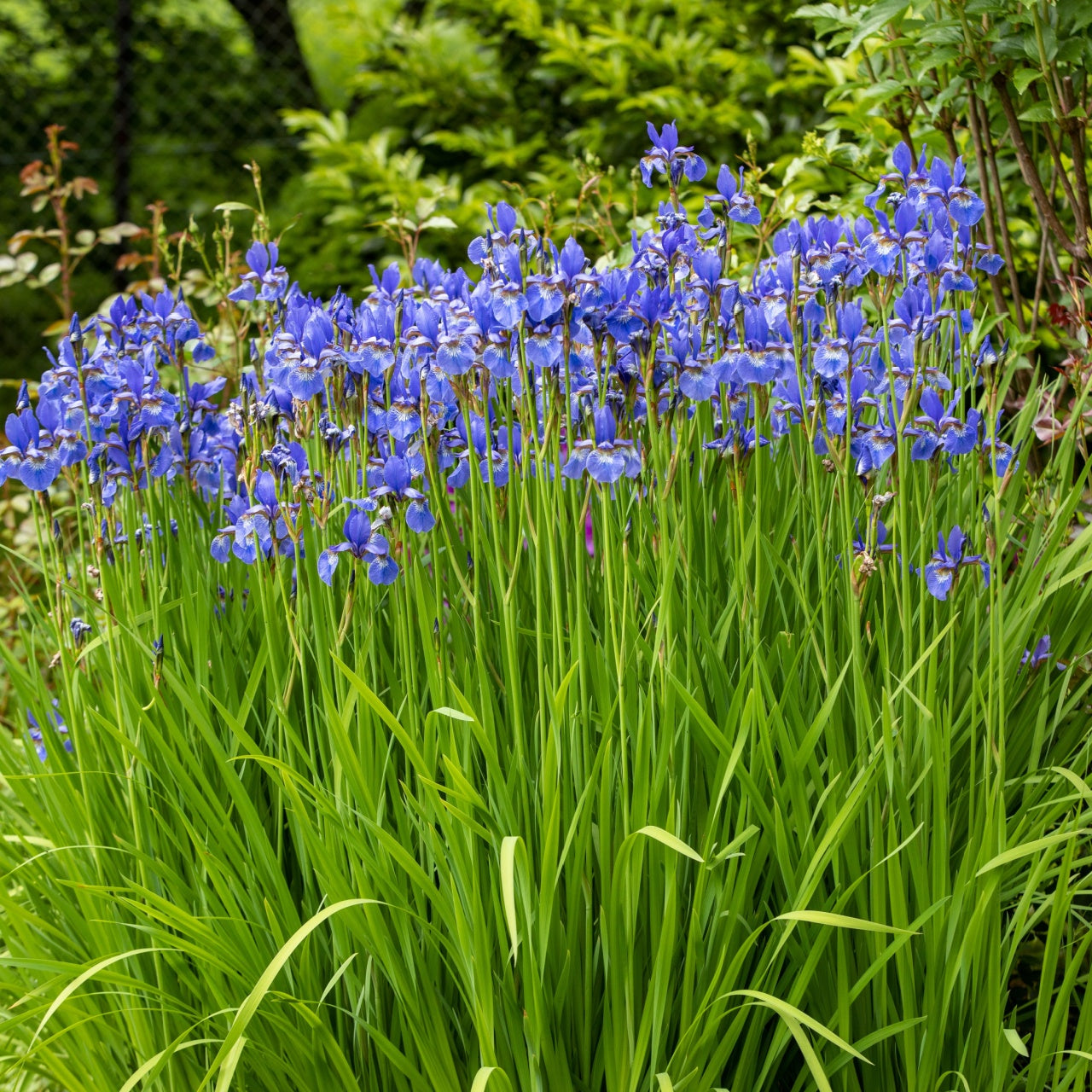 Shop Blue Flag Iris Plant online at TN Nursery 