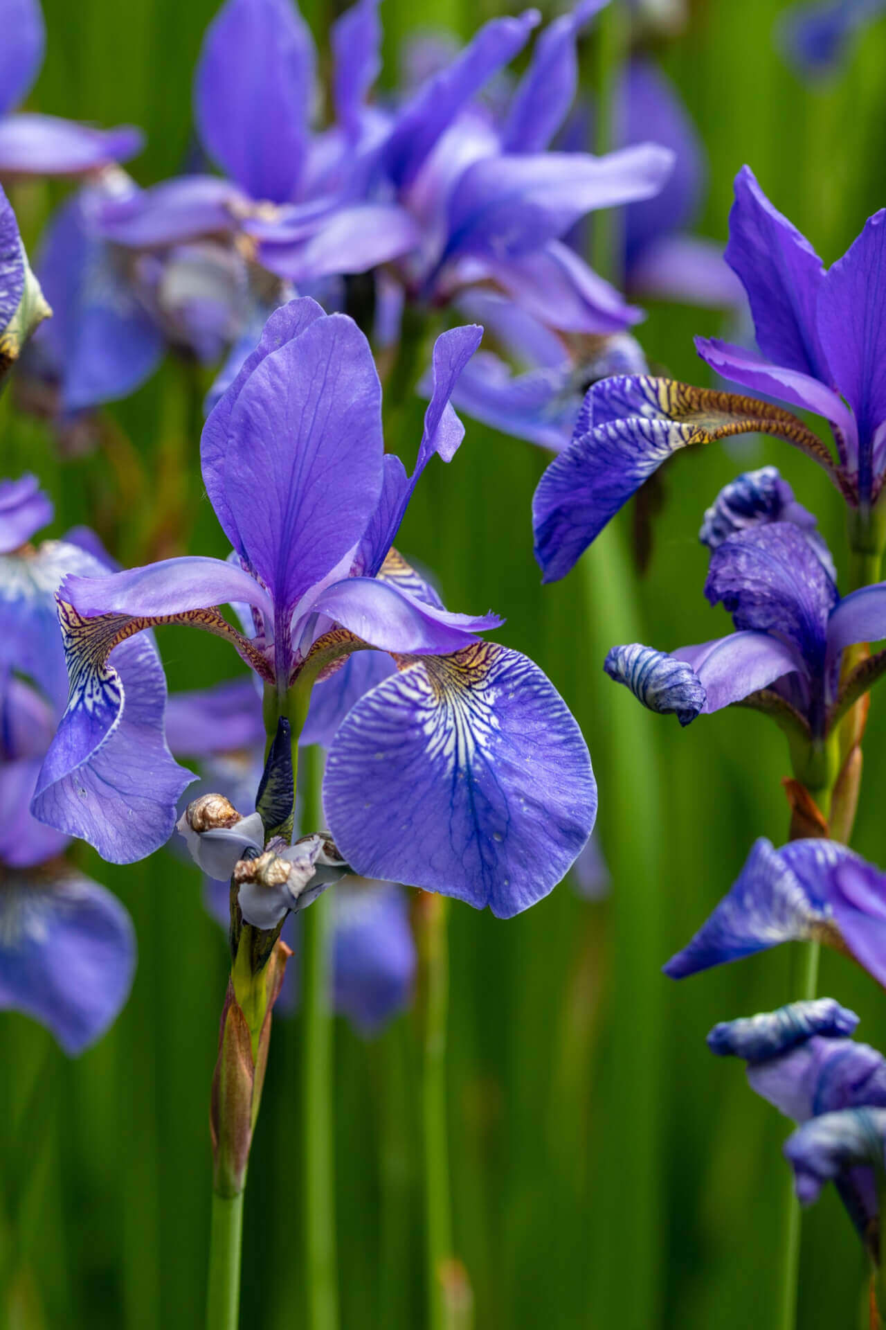 Buy 1 get 1 free sale on Blue Flag Iris Plant online at TN Nursery 