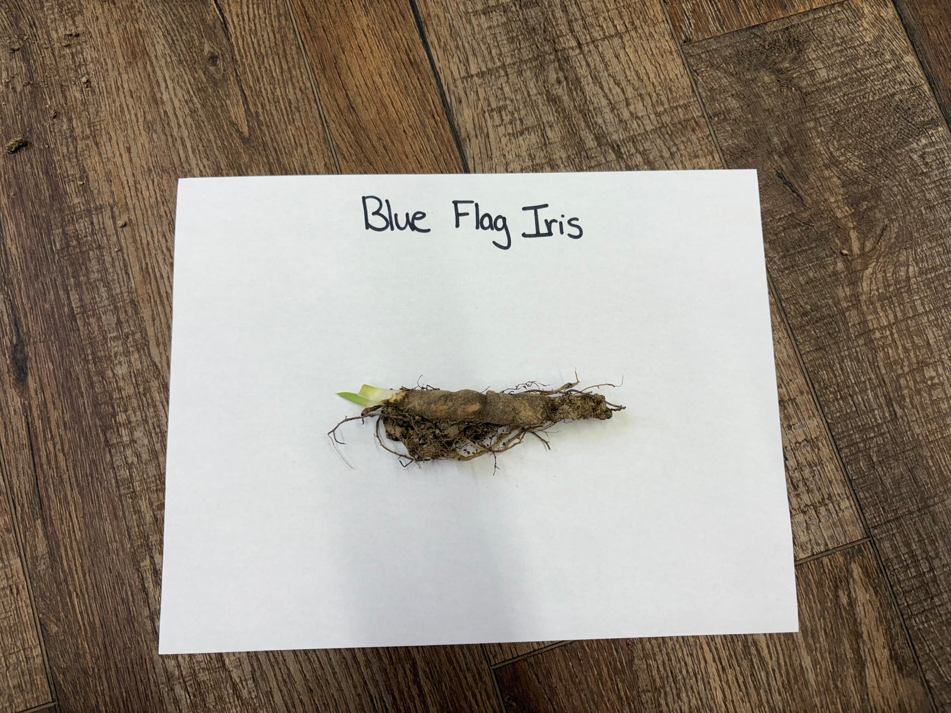 Blue Flag Iris root on a white paper with 'Blue Flag Iris' text, placed on a wooden surface.