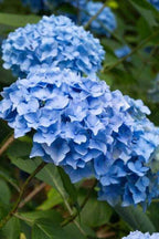Buy 1 get 1 free sale on Blue Hydrangea Shrub online at TN Nursery