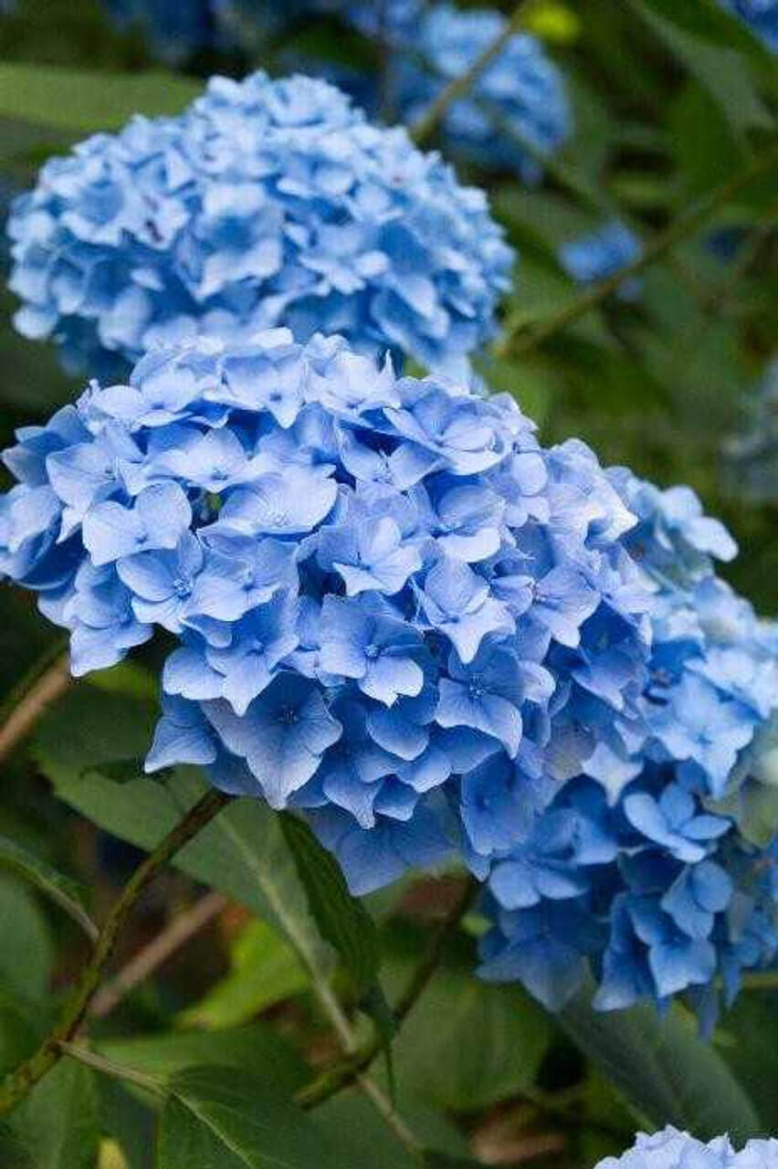Buy 1 get 1 free sale on Blue Hydrangea Shrub online at TN Nursery