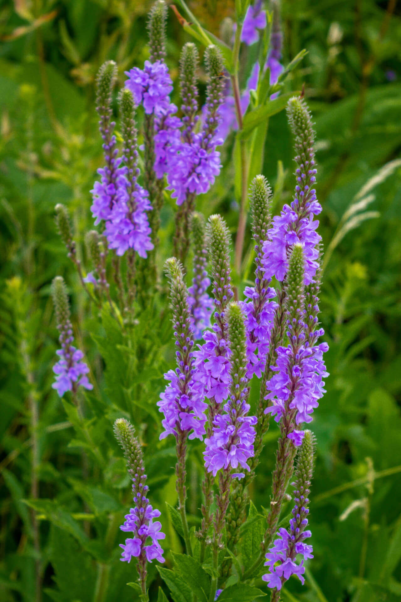 Buy 1 get 1 free sale on Blue Vervain online at TN Nursery