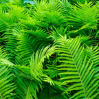 Shop Bracken Fern online at TN Nursery