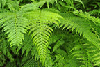 Buy 1 get 1 free sale on Bracken Fern online at TN Nursery