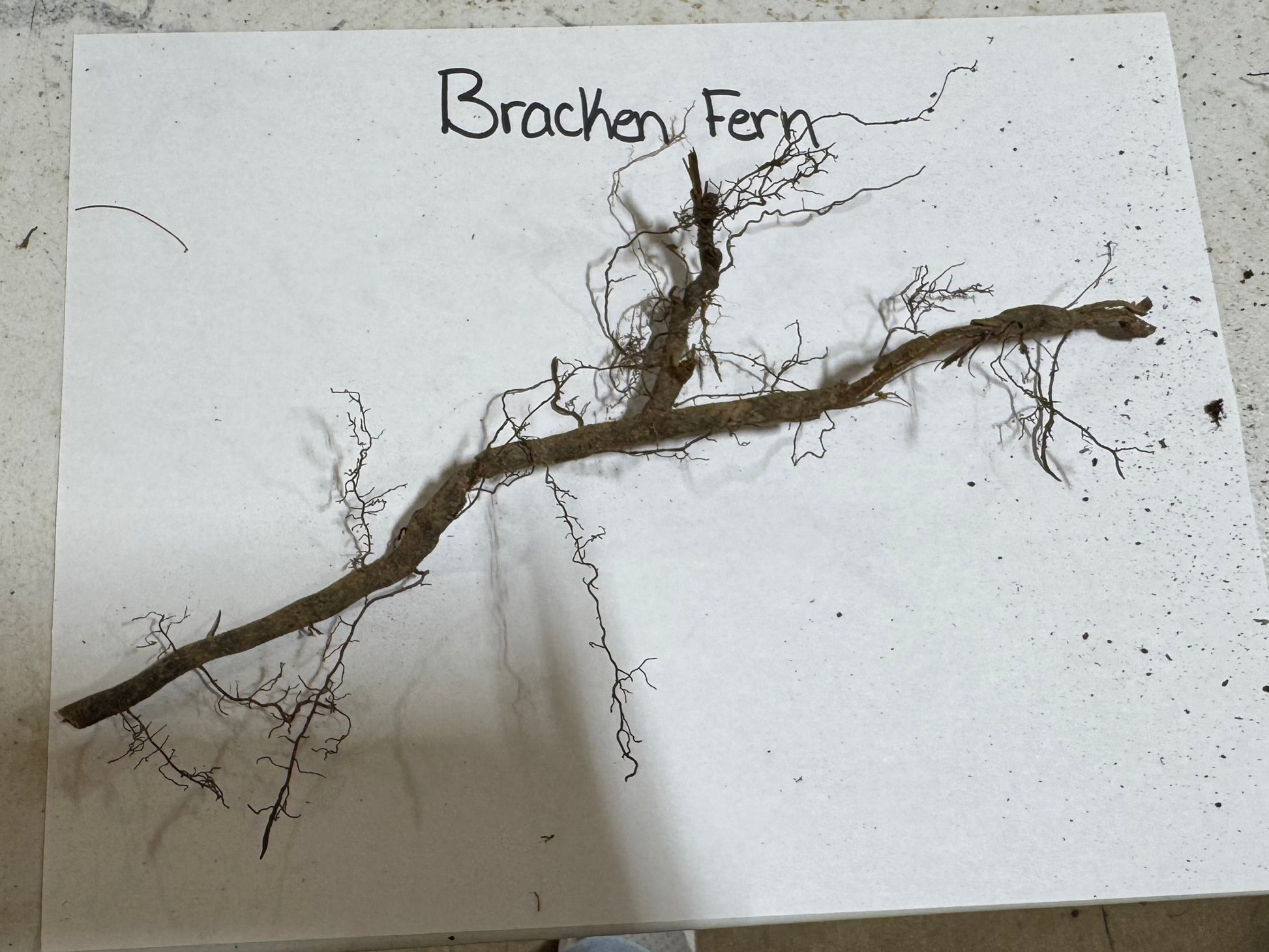 Bracken fern on a white paper with 'Bracken Fern' text, placed on a textured surface.