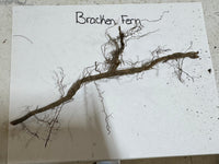 Bracken fern on a white paper with 'Bracken Fern' text, placed on a textured surface.
