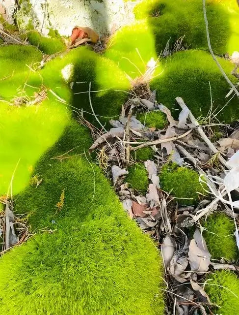 Broom Forkmoss growing with green foliage on the ground