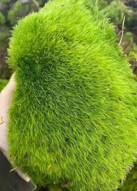 Buy Broom Forkmoss online at TN Nursery 