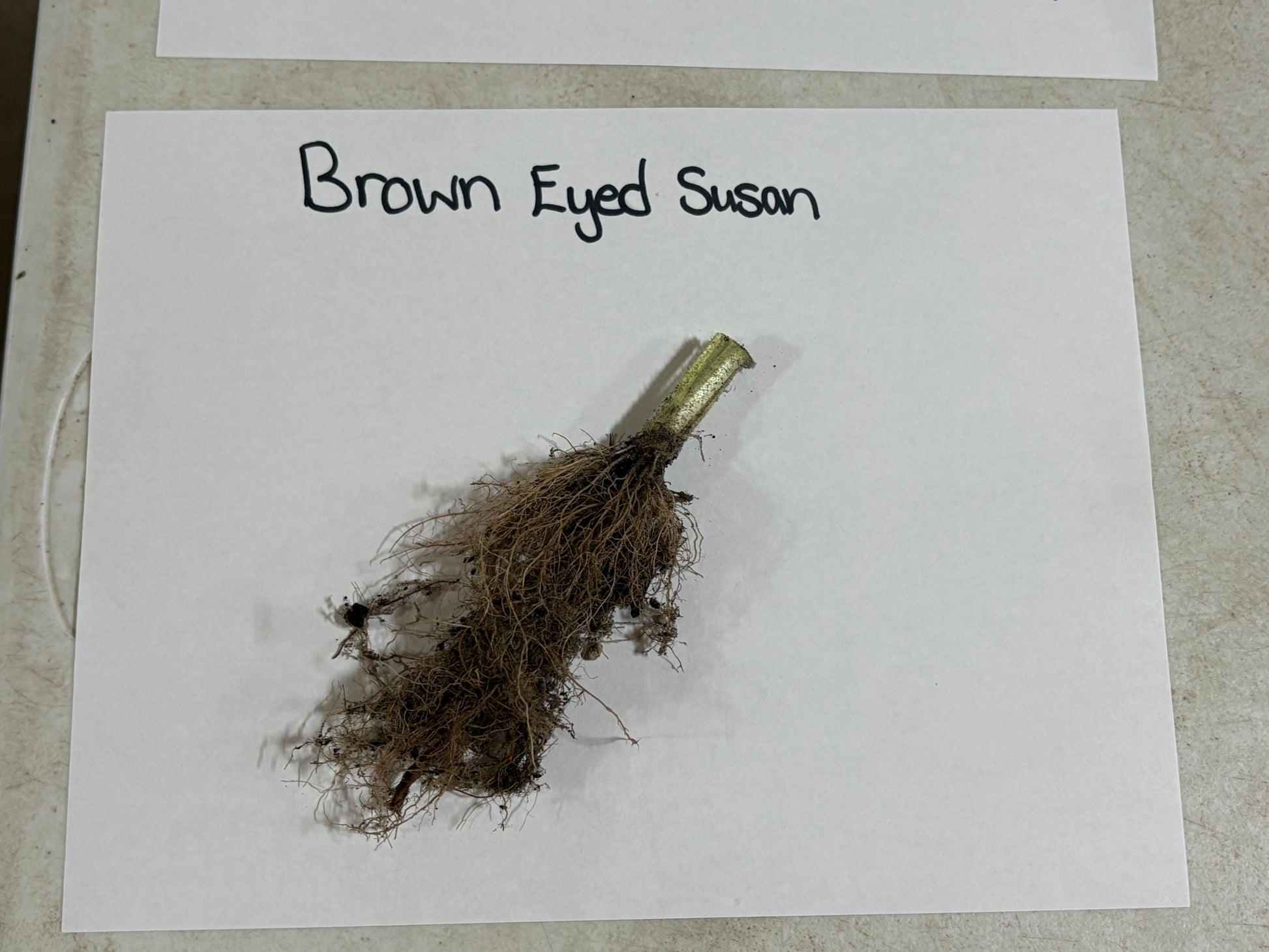 Brown Eyed Susan plant cuticle on a white card with text