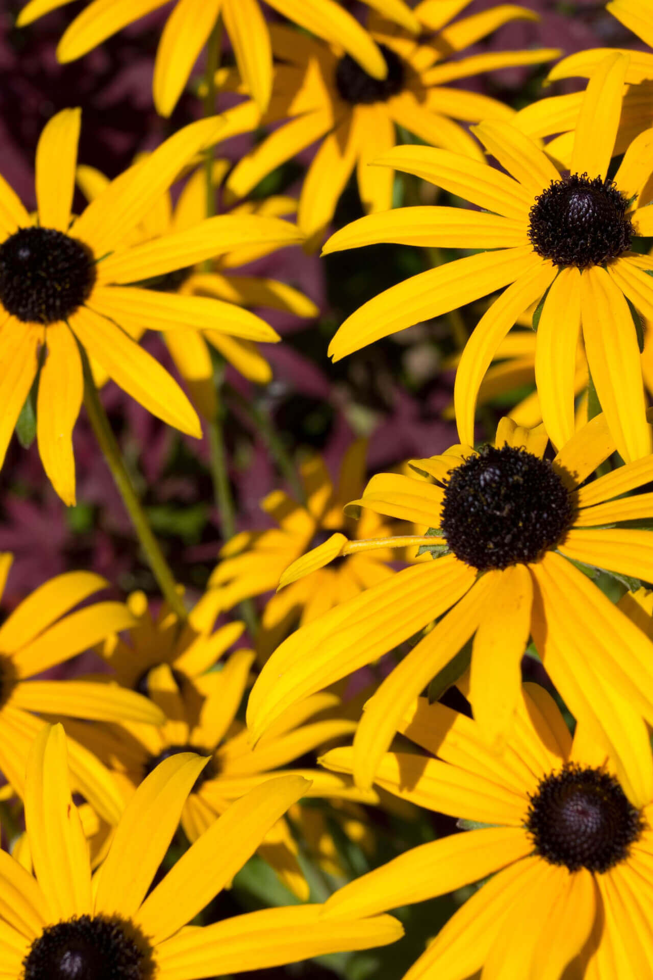 Shop Brown Eyed Susan online at TN Nursery