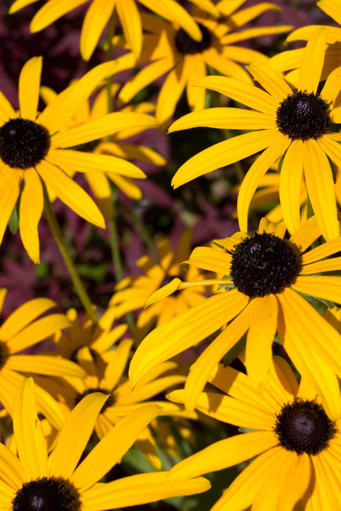 Brown_Eyed_Susan_For_Sale_1024
