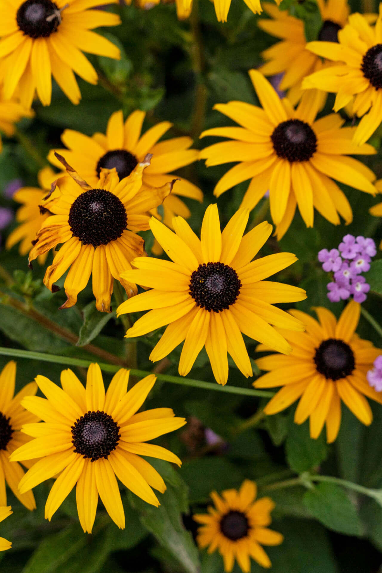 Buy 1 get 1 free sale on Brown Eyed Susan online at TN Nursery
